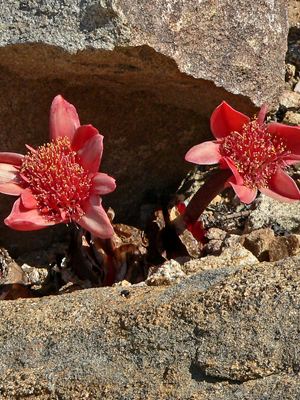 Haemanthus coccineus