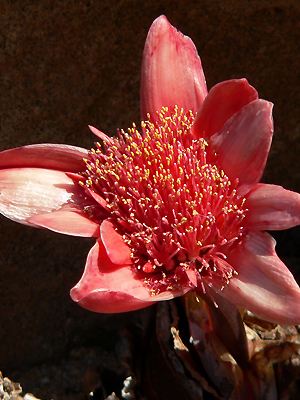 Haemanthus coccineus