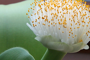 Haemanthus