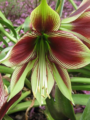 Ritterstern - Hippeastrum papilio