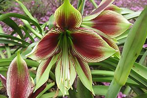 Hippeastrum