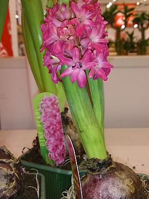 Hyazinthe mit Blüte
