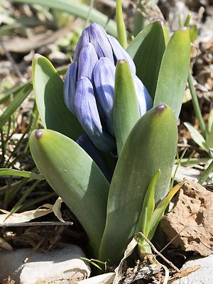 Hyacinthus orientalis ssp. chionophilus