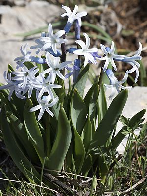 Hyacinthus orientalis ssp. chionophilus