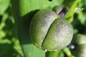Hyazinthen Frucht mit Samen