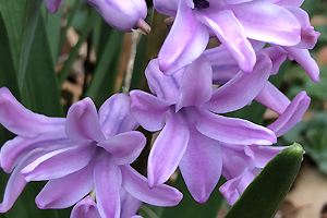 Hyacinthen
