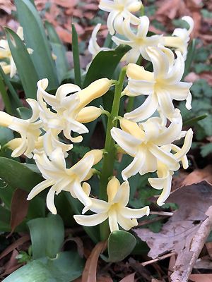 Hyazinthe, Gelb Weiße Blüte