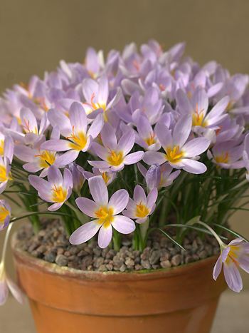 Crocus etruscus