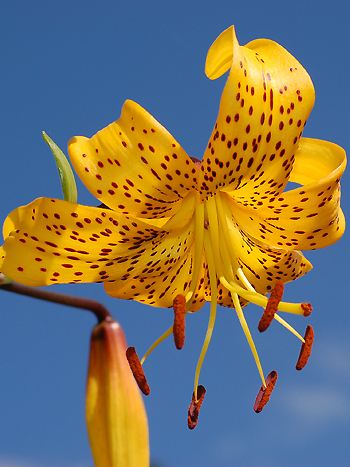 Lilien - vergrößern Lilien