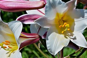 Lilien