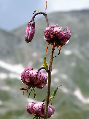 Lilium martagon