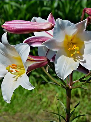 Lilium regale mit Blüten