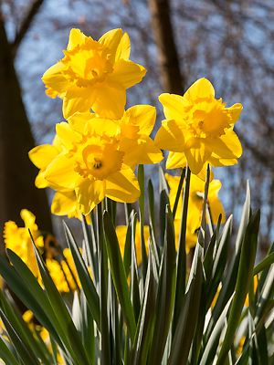 Narcissus L. mit Blüten