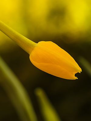 Narcissus jonquilla mit Blüten