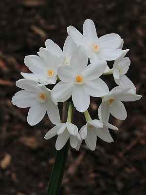 Narcissus papyraceus mit Blüten