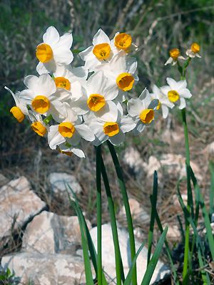 Narcissus tazetta mit Blüten