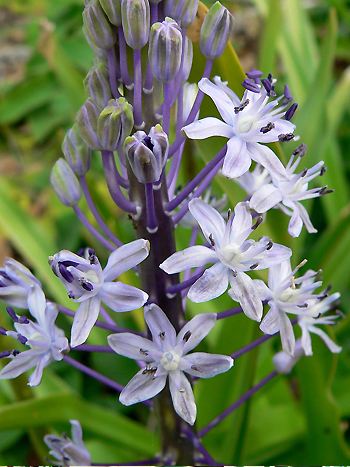 Blausterne - Scilla