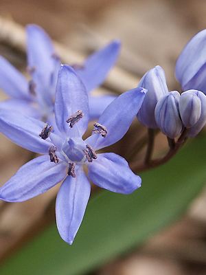 Scilla bifolia Knospen und Blüten