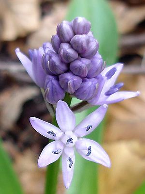 Scilla hyacinthus