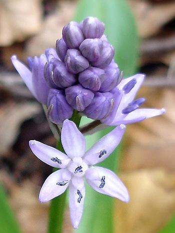 Scilla hyacinthus