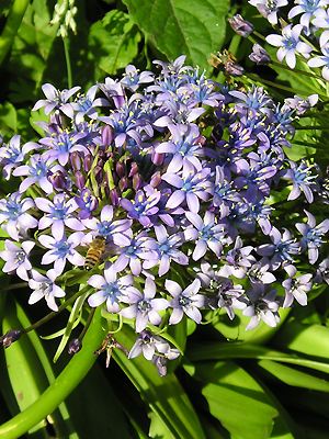 Scilla peruviana