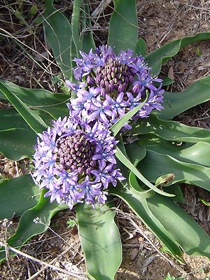 Peruanischer Blaustern (Scilla peruviana)