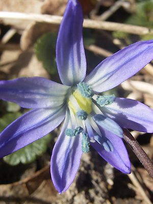 Scilla siberica