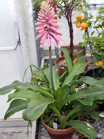 Veltheimia