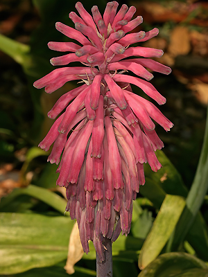 Veltheimia bracteata