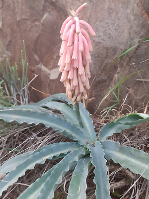 Veltheimia capensis