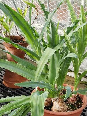 Veltheimia capensis