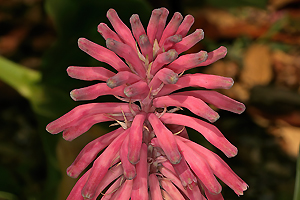 Veltheimia