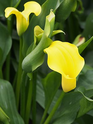 Zantedeschia Knospen und Blüten