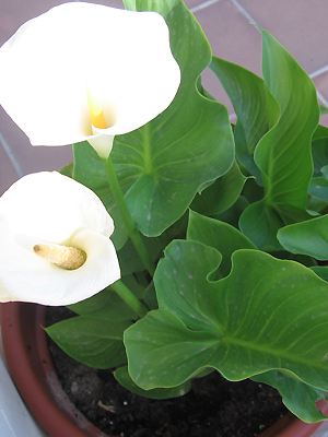 Zantedeschia aethiopica Zantedeschia aethiopica