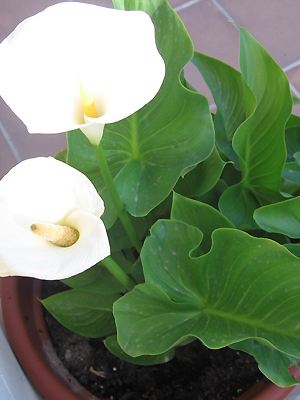 Zantedeschia aethiopica