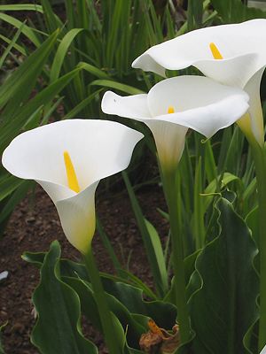 Zantedeschia aethiopica