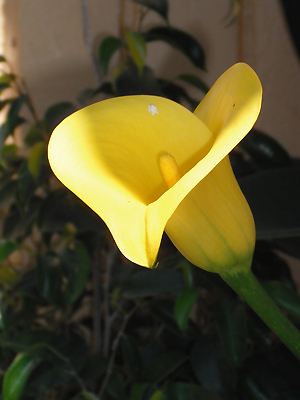 Zantedeschia elliotiana