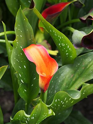 Zantedeschia Blüten