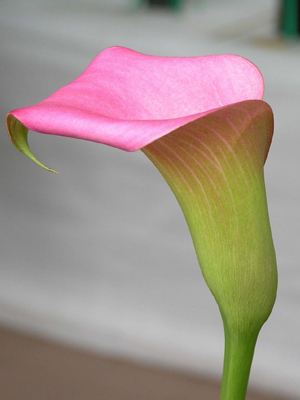 Zantedeschia rehmannii