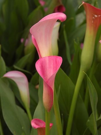 Zantedeschia rehmannii