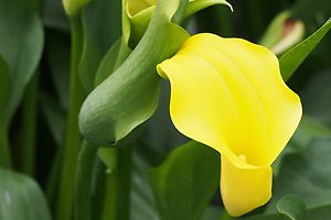 Zantedeschia