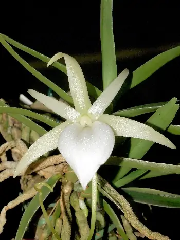 Angraecum elephantinum