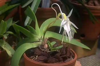 Angraecum leonis