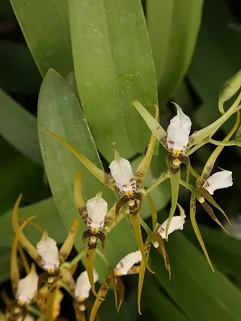 Brassia