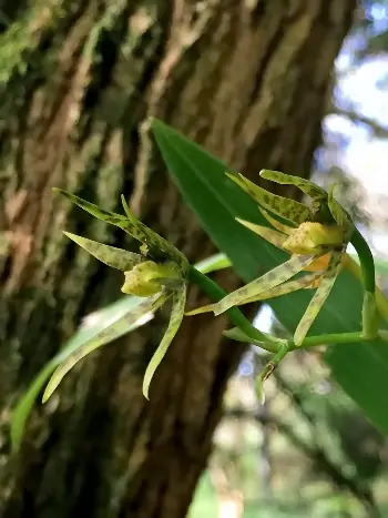 Brassia chlorops