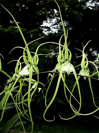 Brassia verrucosa