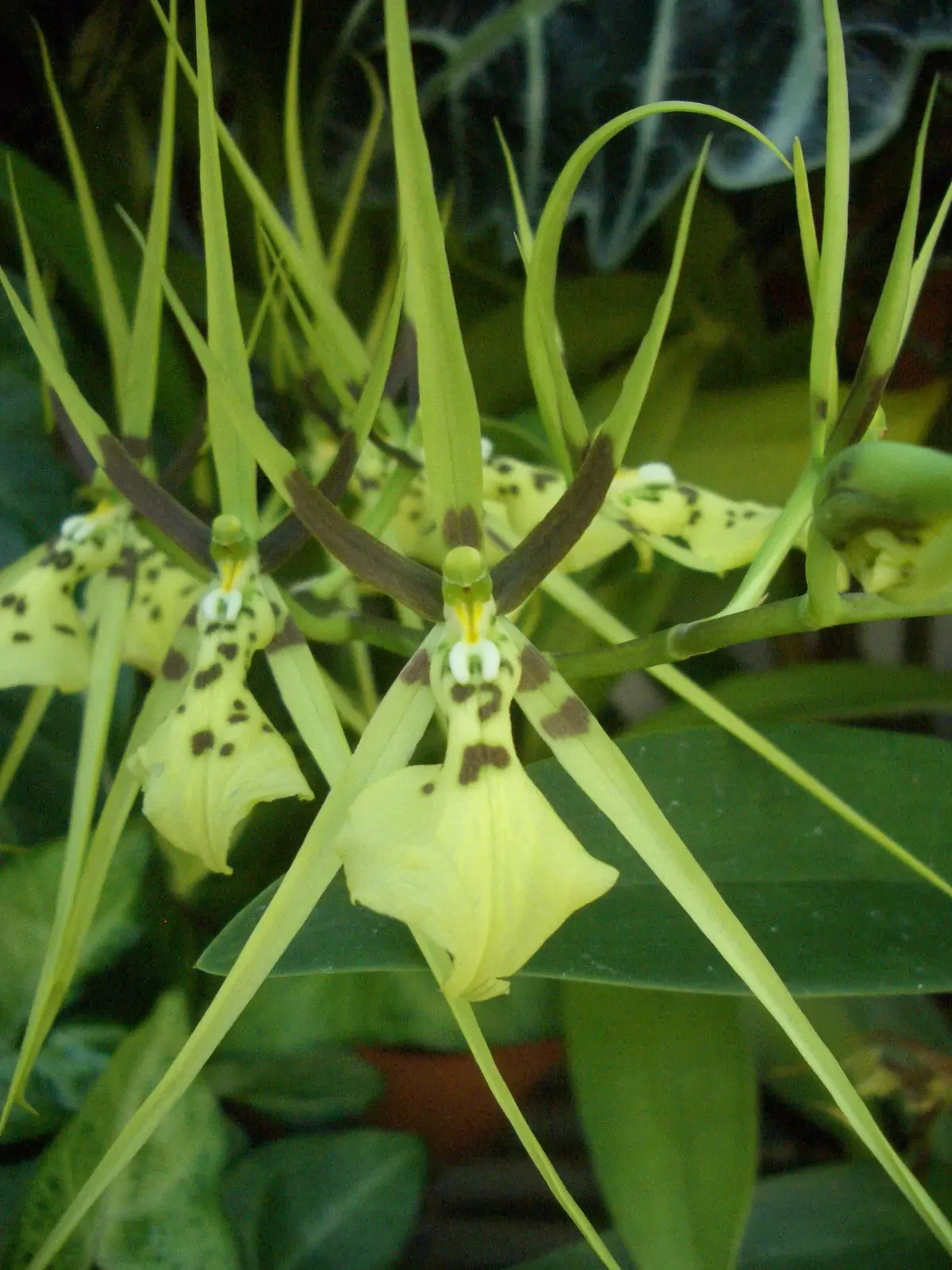 Brassia