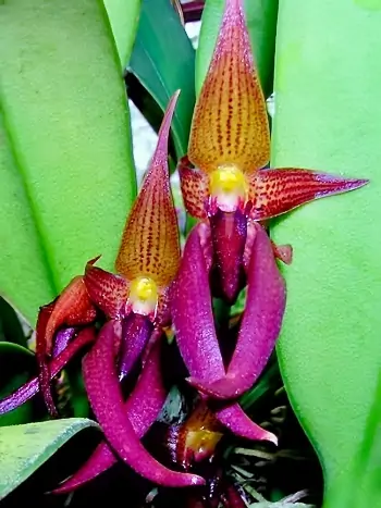 Bulbophyllum levanae