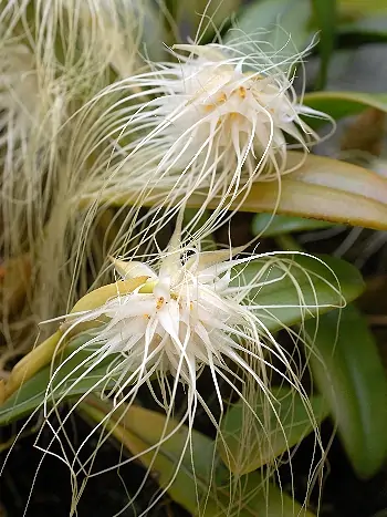 Bulbophyllum medusae