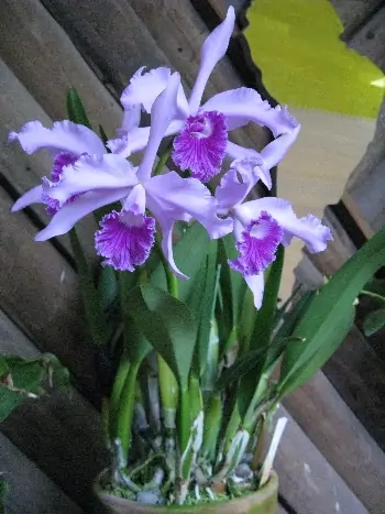 Cattleya lobata